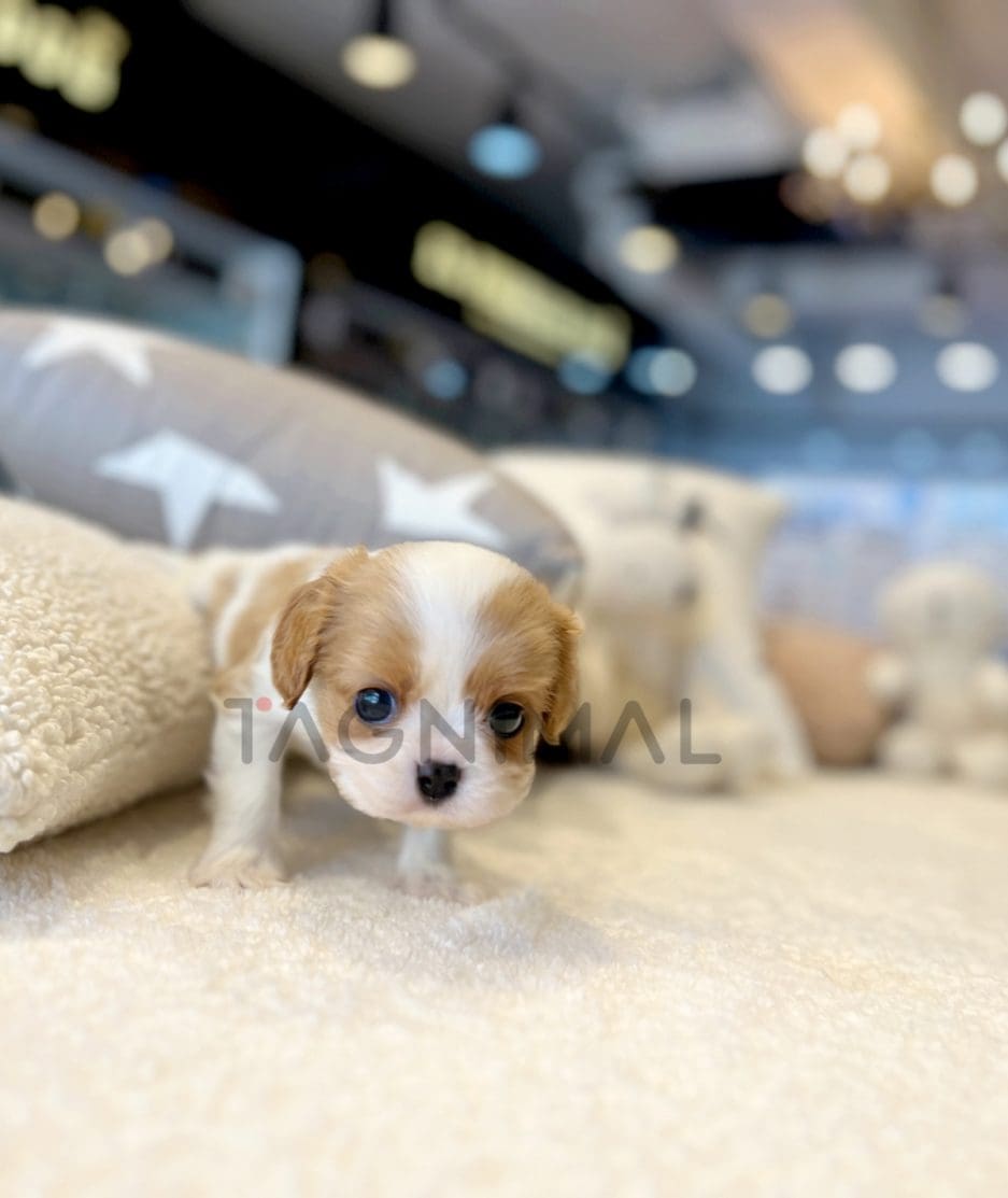 Cavalier King Charles puppy for sale, dog for sale at Tagnimal