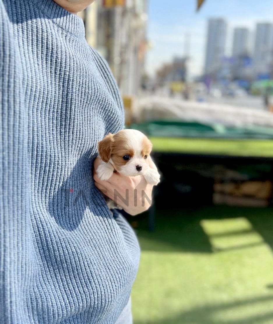 Cavalier King Charles puppy for sale, dog for sale at Tagnimal