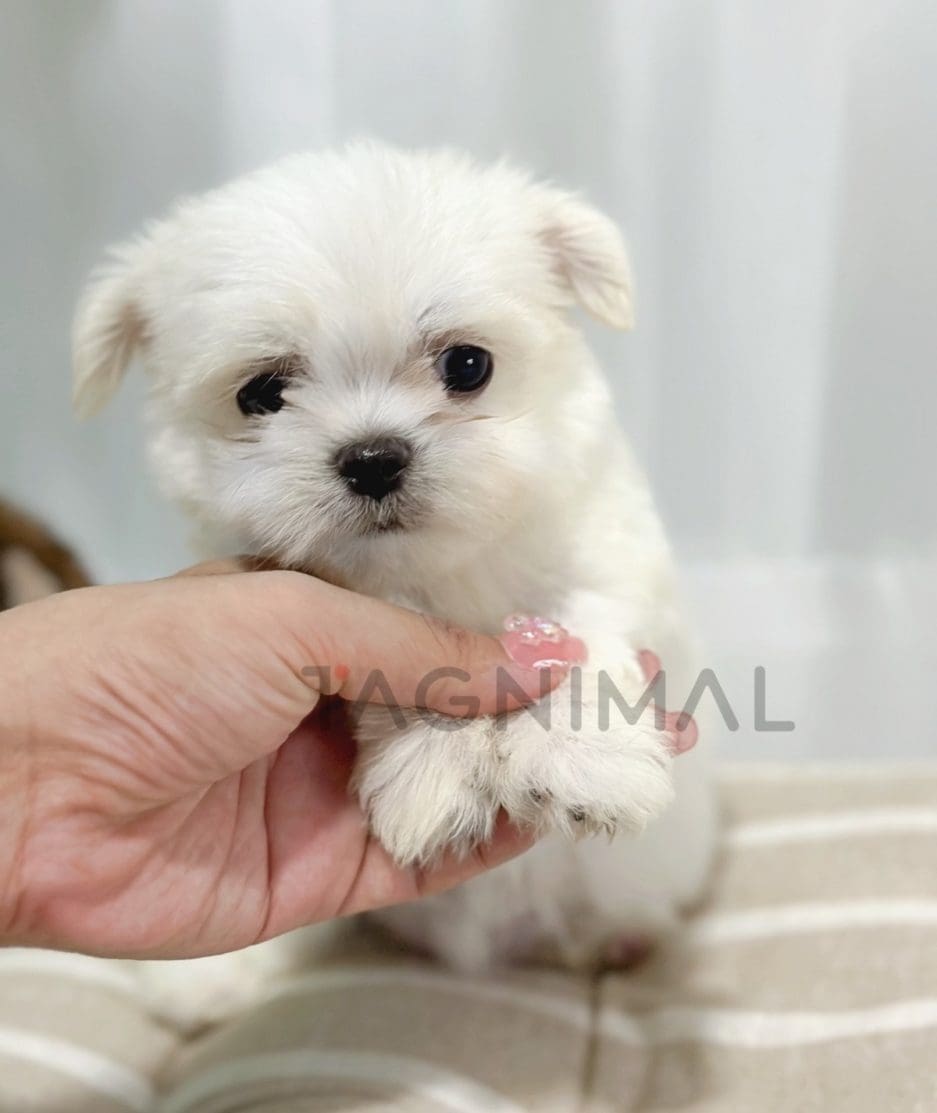 Malchi puppy for sale, dog for sale at Tagnimal