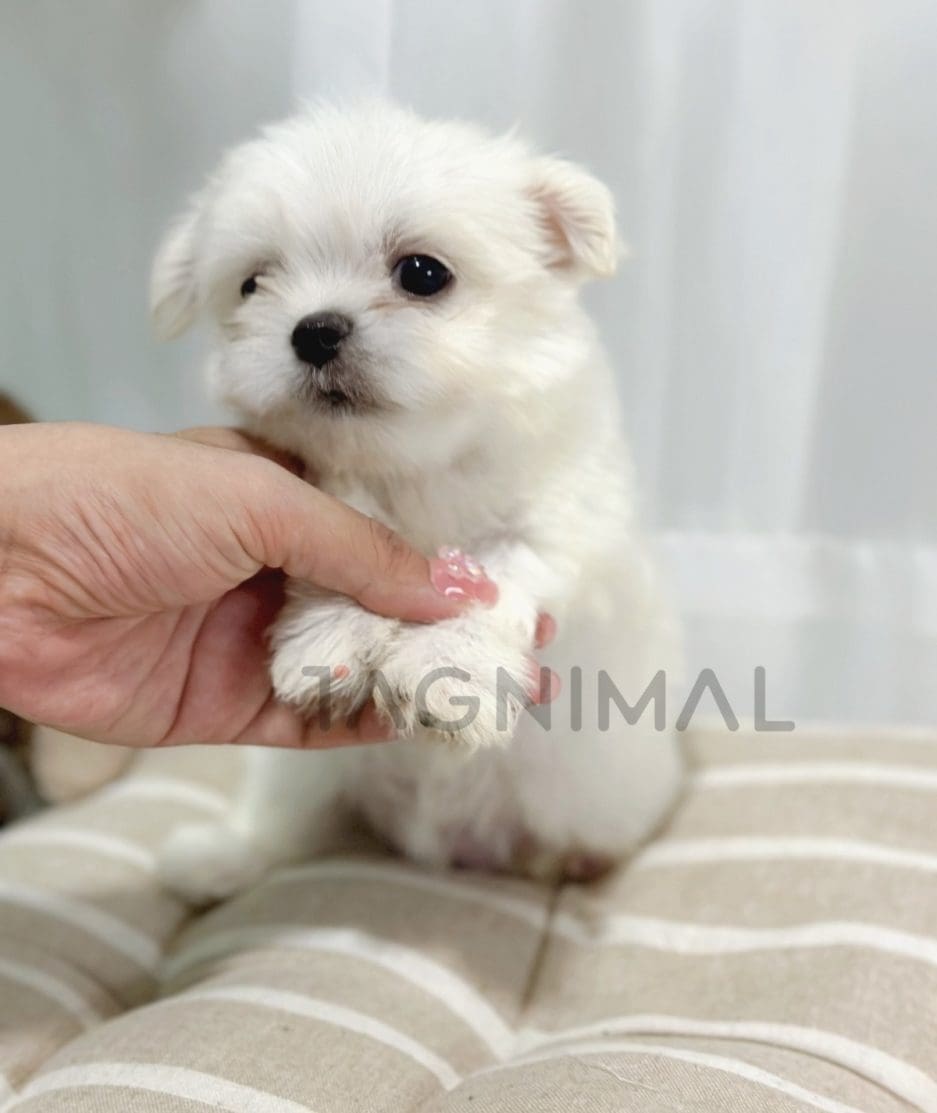 Malchi puppy for sale, dog for sale at Tagnimal