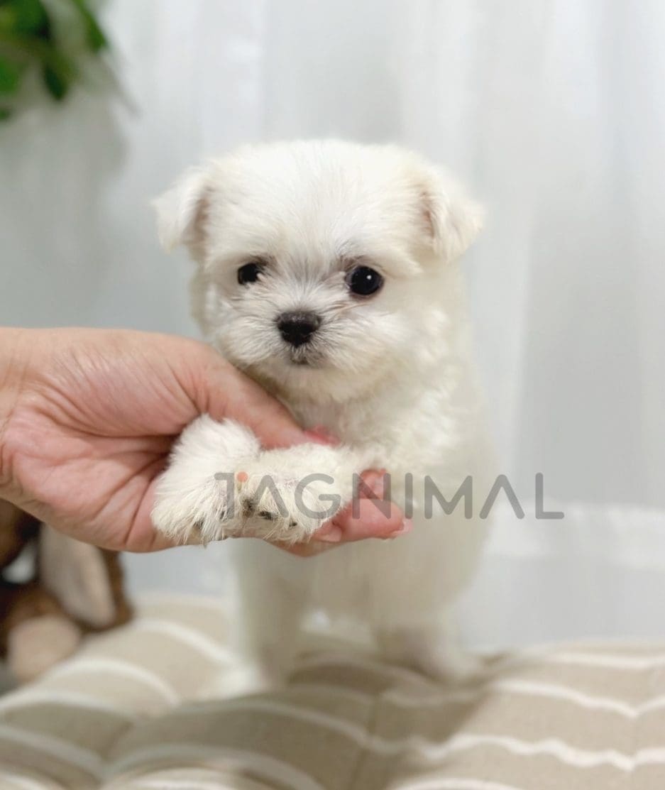 Malchi puppy for sale, dog for sale at Tagnimal