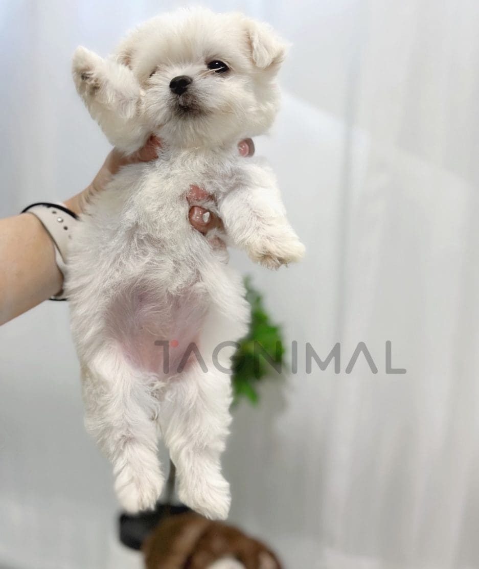 Malchi puppy for sale, dog for sale at Tagnimal