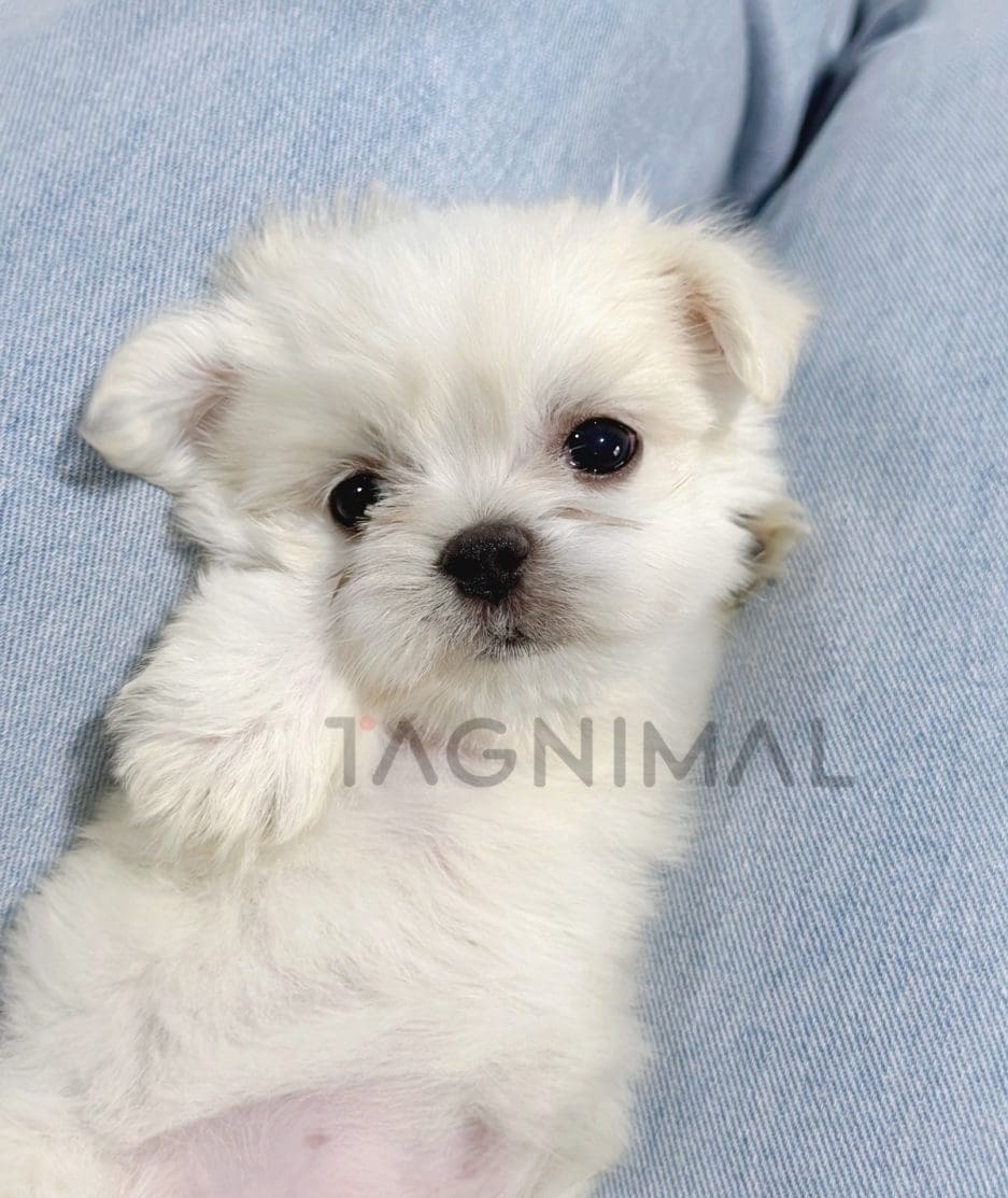 Malchi puppy for sale, dog for sale at Tagnimal