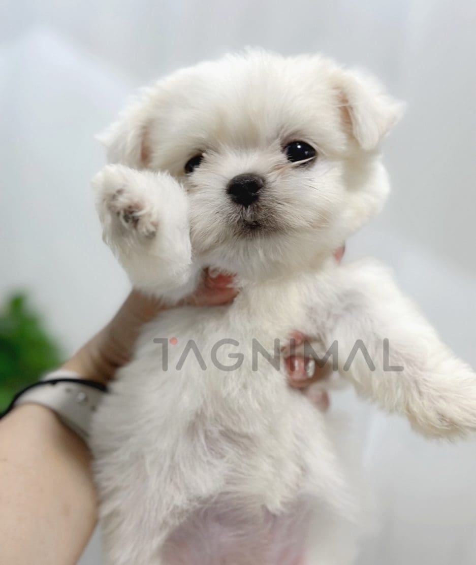 Malchi puppy for sale, dog for sale at Tagnimal