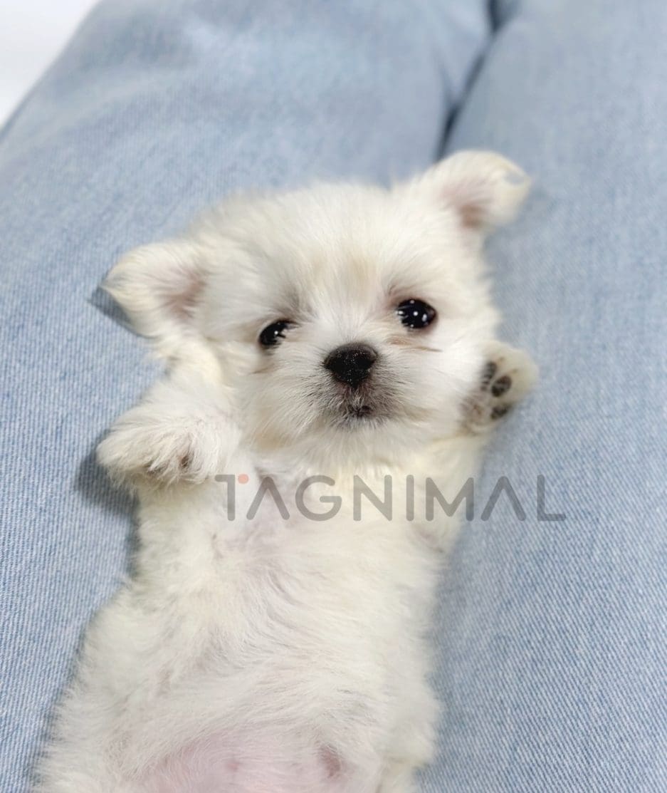 Malchi puppy for sale, dog for sale at Tagnimal