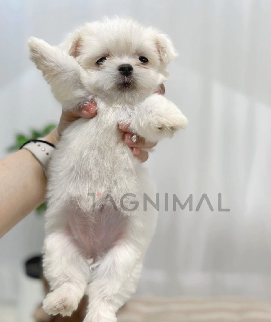 Malchi puppy for sale, dog for sale at Tagnimal