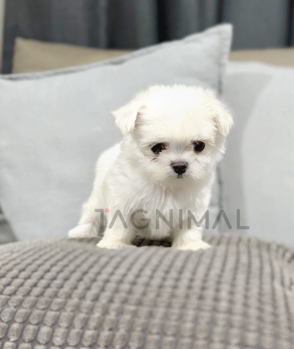 Malchi puppy for sale, dog for sale at Tagnimal