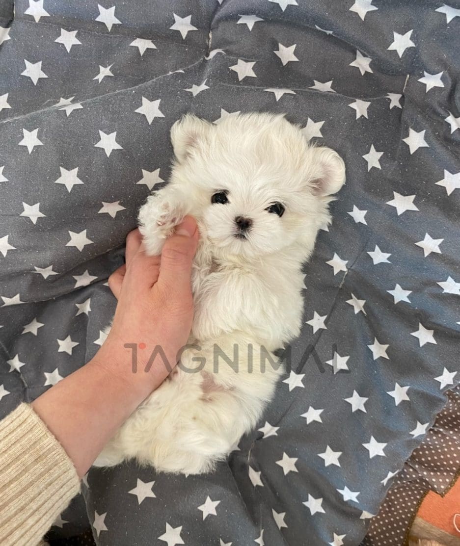 Maltese puppy for sale, dog for sale at Tagnimal