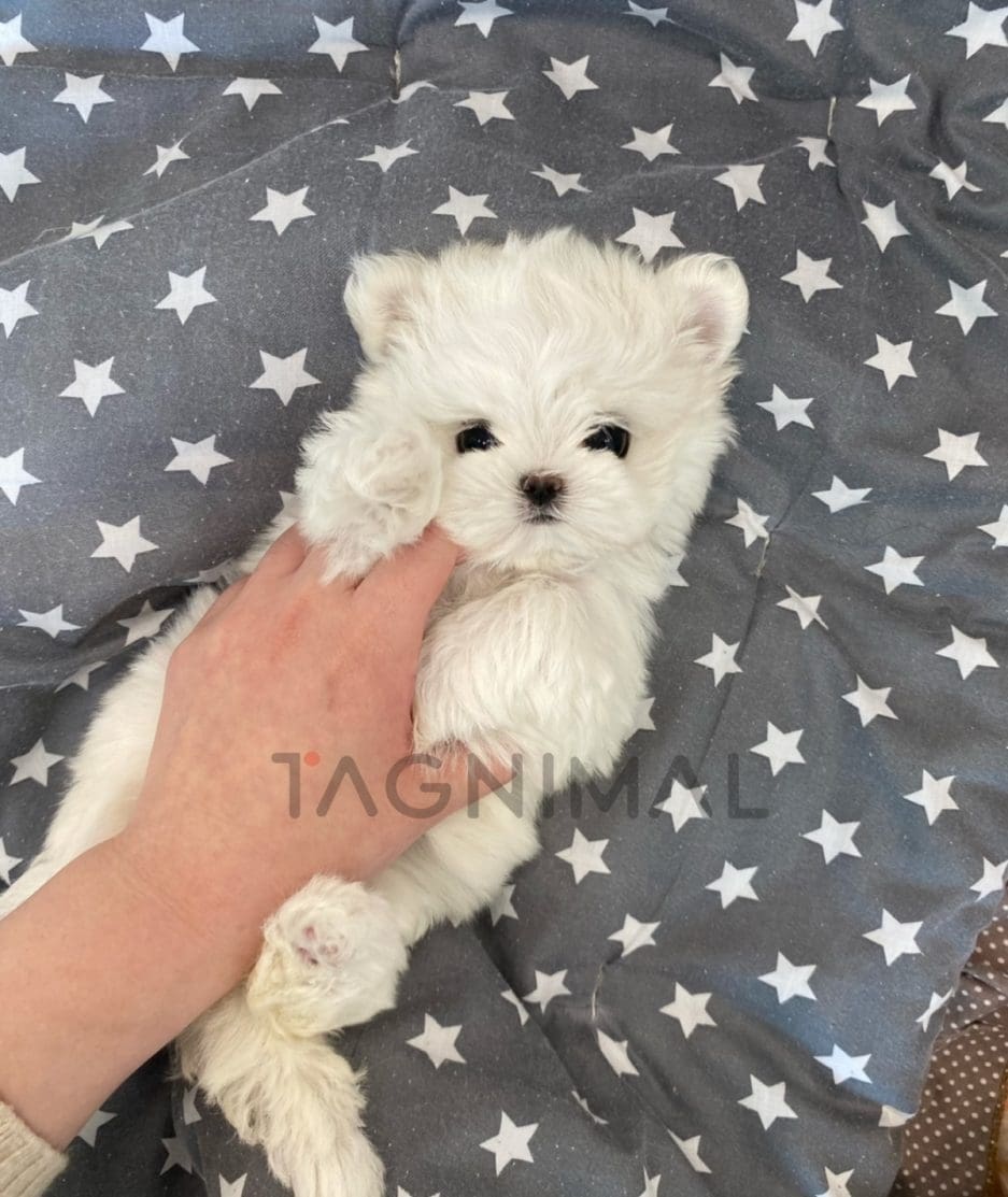 Maltese puppy for sale, dog for sale at Tagnimal