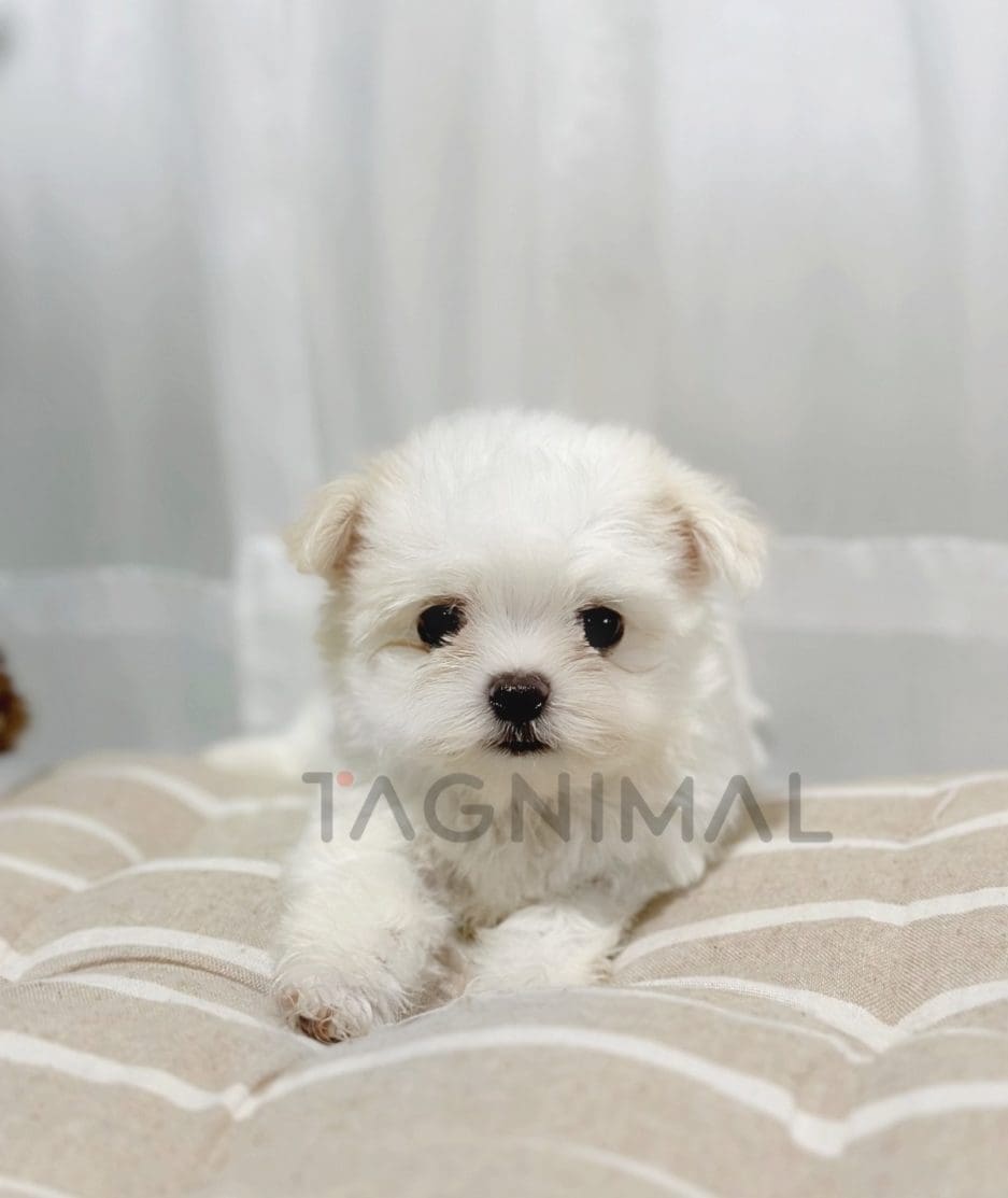 Malchi puppy for sale, dog for sale at Tagnimal