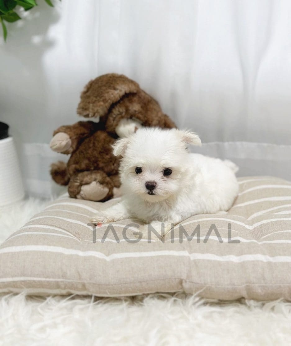 Malchi puppy for sale, dog for sale at Tagnimal