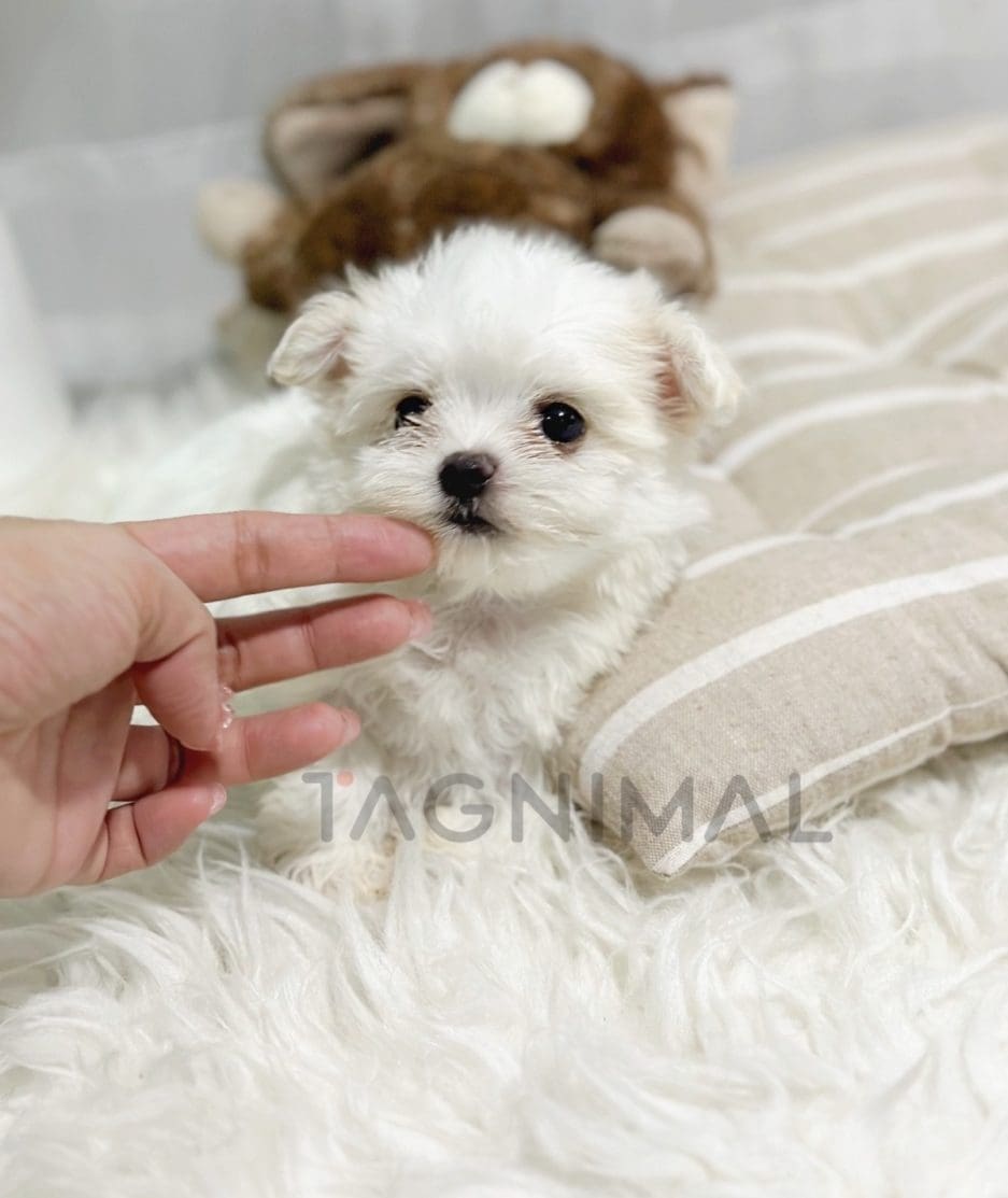 Malchi puppy for sale, dog for sale at Tagnimal