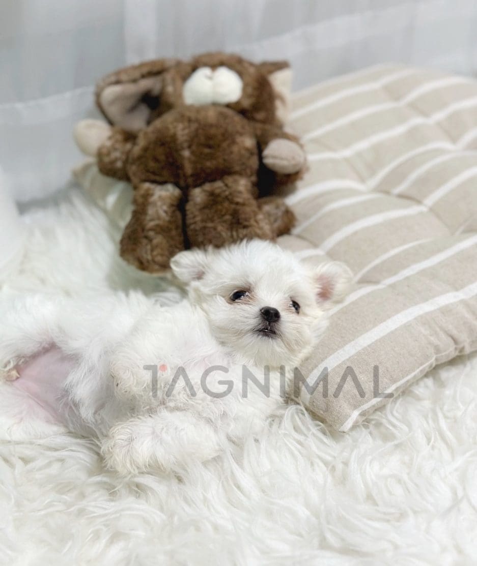 Malchi puppy for sale, dog for sale at Tagnimal