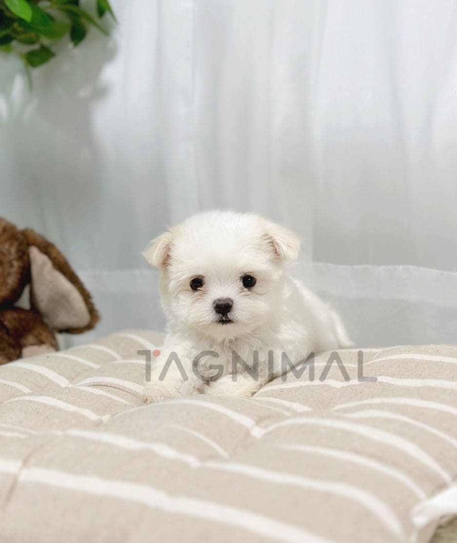 Malchi puppy for sale, dog for sale at Tagnimal