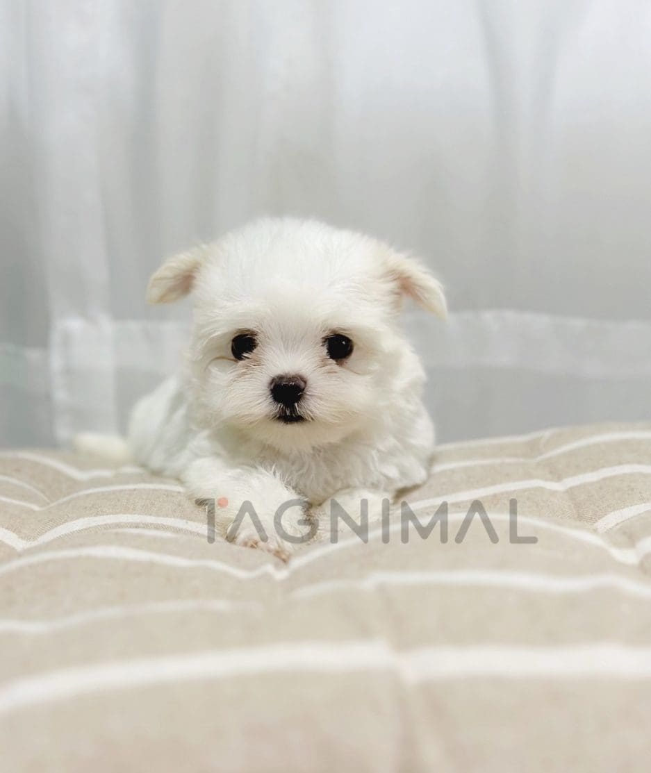 Malchi puppy for sale, dog for sale at Tagnimal