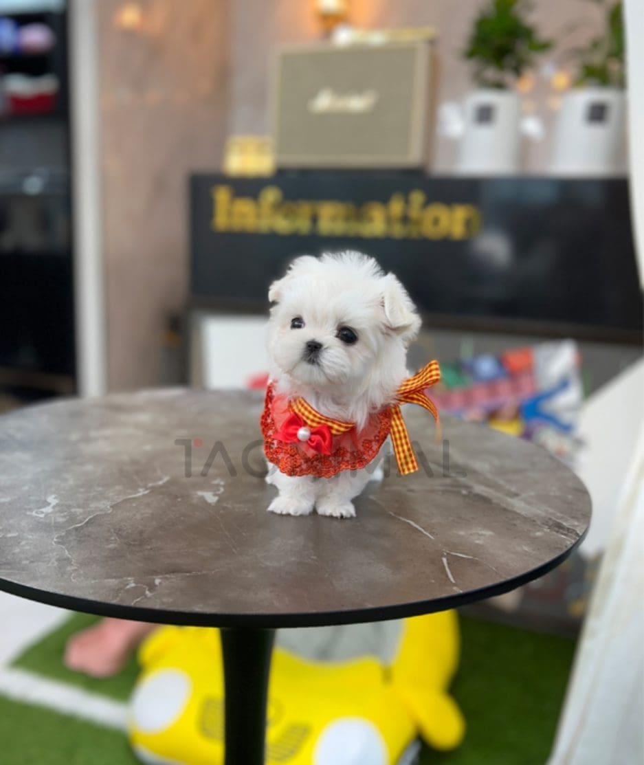 Maltese puppy for sale, dog for sale at Tagnimal