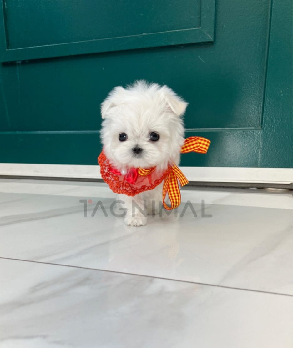 Maltese puppy for sale, dog for sale at Tagnimal