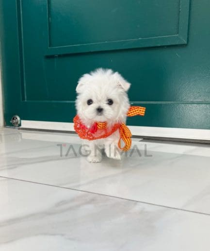 Maltese puppy for sale, dog for sale at Tagnimal