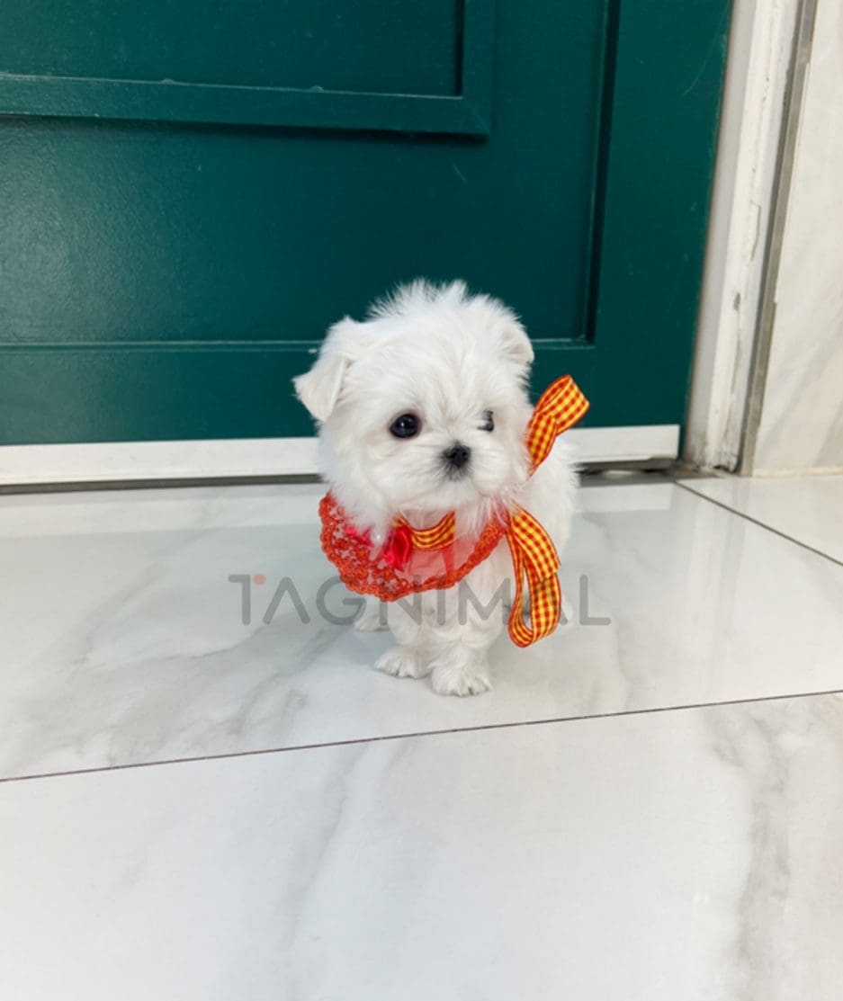 Maltese puppy for sale, dog for sale at Tagnimal