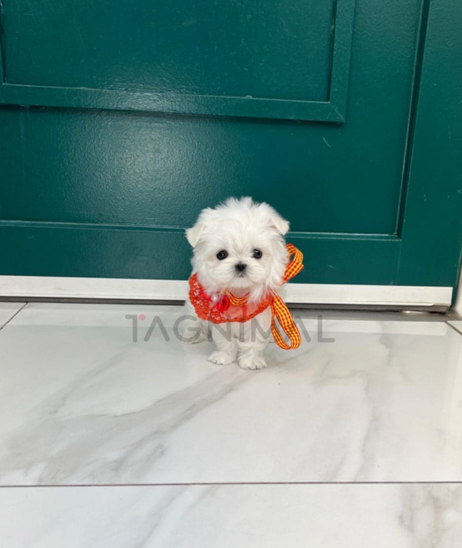 Maltese puppy for sale, dog for sale at Tagnimal