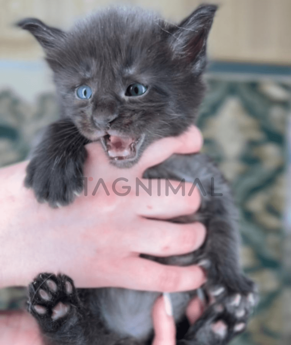 Maine coon baby kitten for sale, cat for sale at Tagnimal