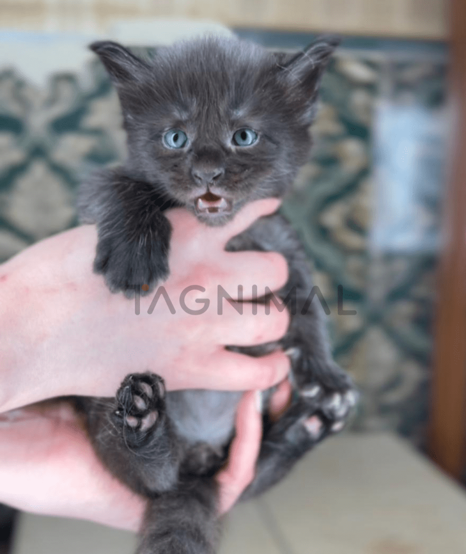 Maine coon baby kitten for sale, cat for sale at Tagnimal