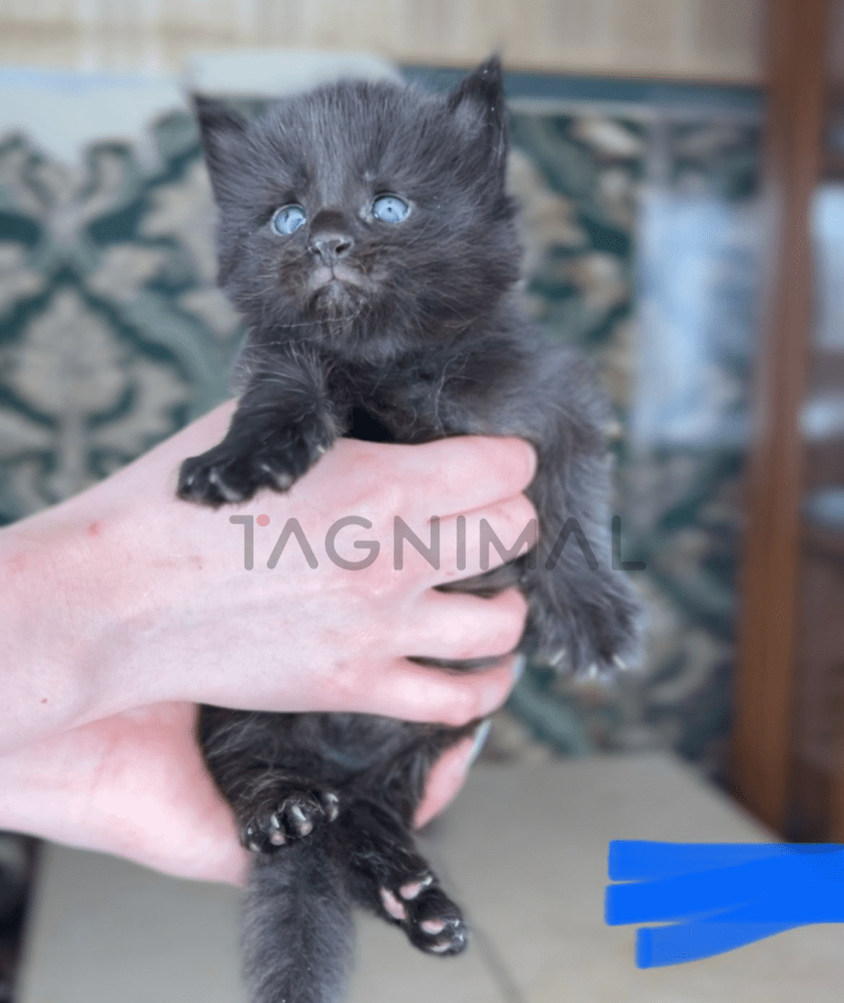 Maine coon baby kitten for sale, cat for sale at Tagnimal