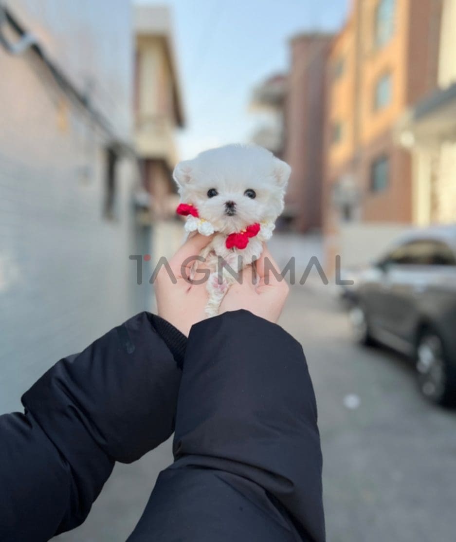 Maltese puppy for sale, dog for sale at Tagnimal