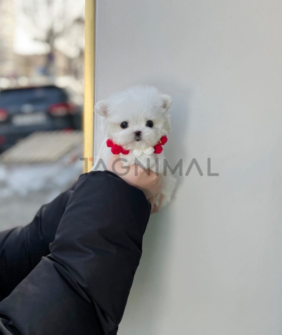 Maltese puppy for sale, dog for sale at Tagnimal