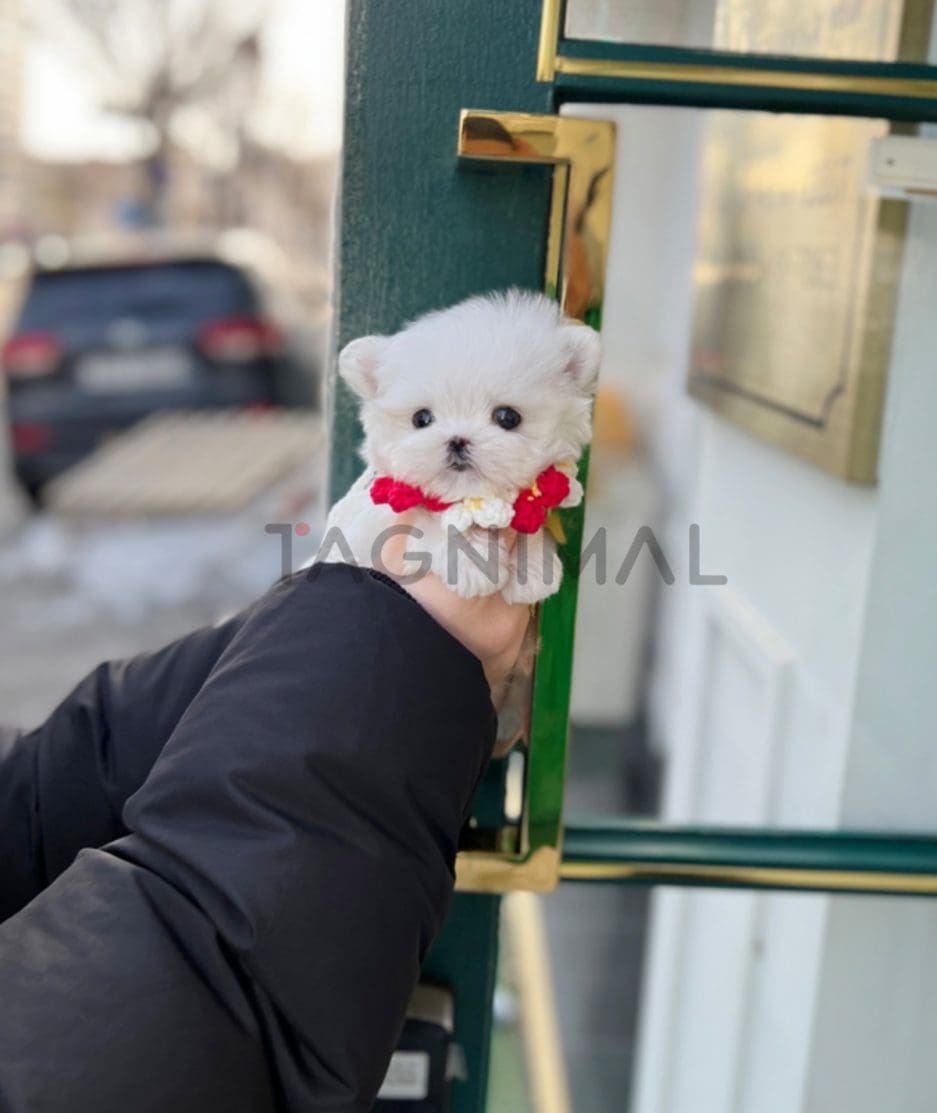 Maltese puppy for sale, dog for sale at Tagnimal