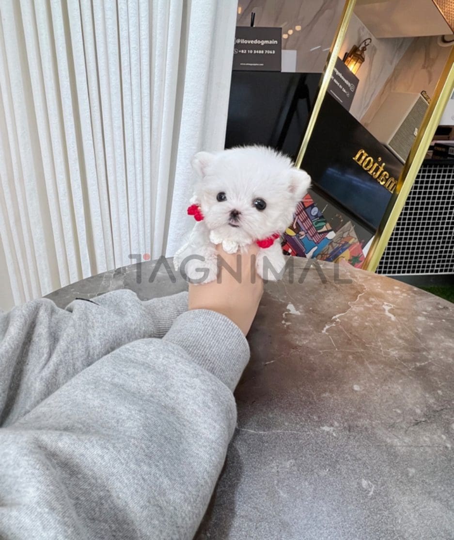 Maltese puppy for sale, dog for sale at Tagnimal