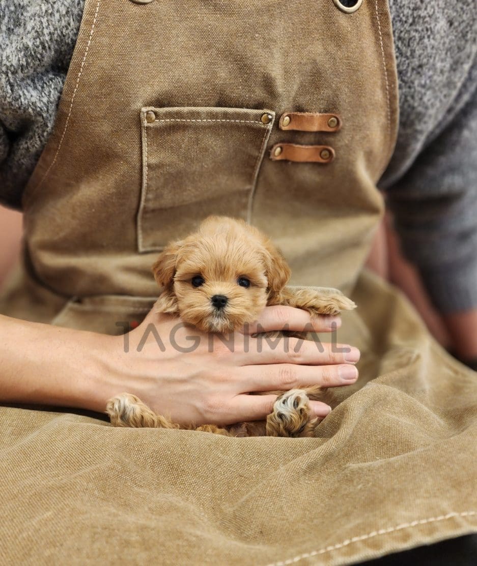 Maltipoo puppy for sale, dog for sale at Tagnimal