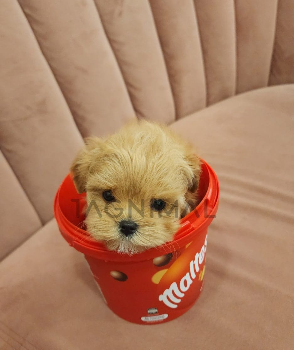 Maltipoo puppy for sale, dog for sale at Tagnimal