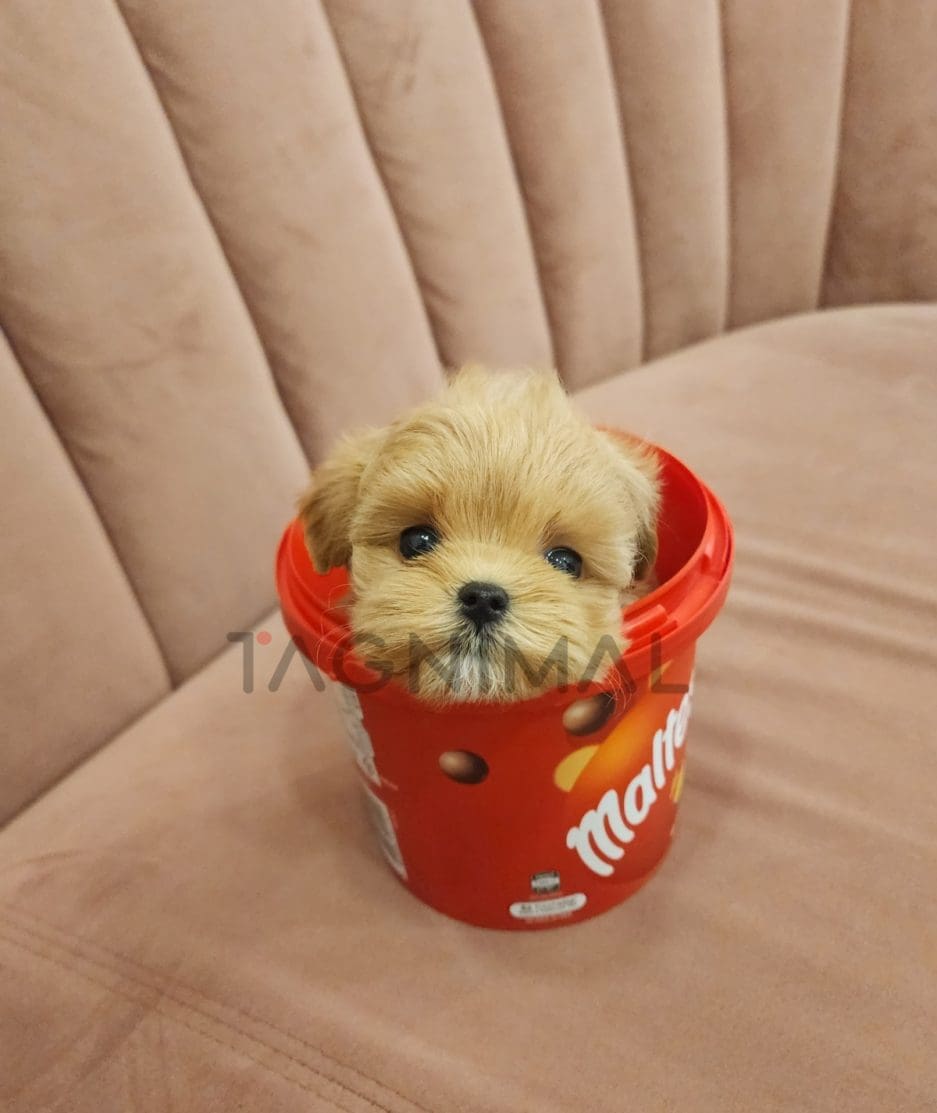 Maltipoo puppy for sale, dog for sale at Tagnimal