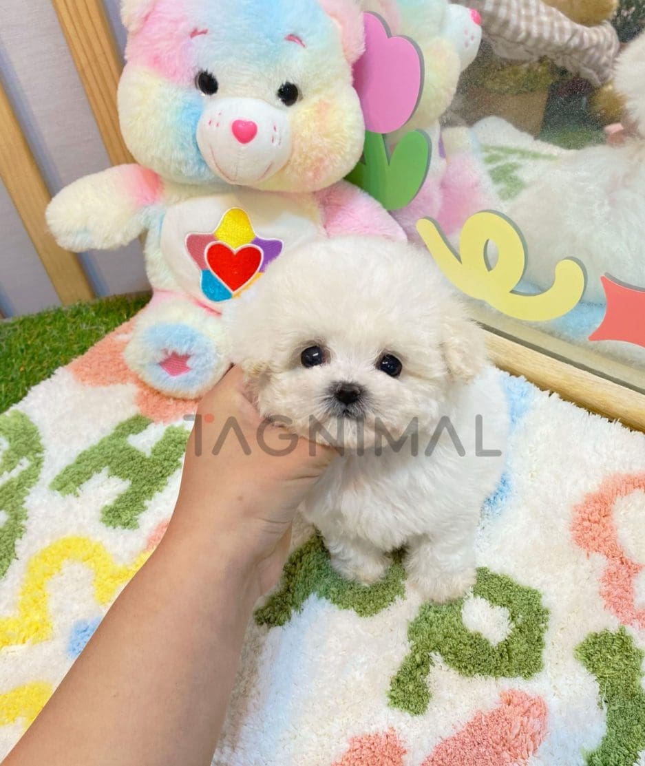 Bichon puppy for sale, dog for sale at Tagnimal