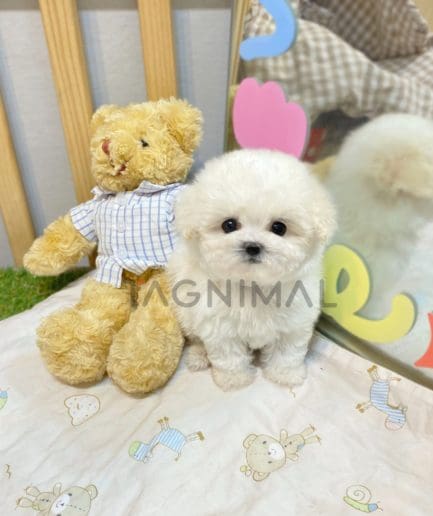 Bichon puppy for sale, dog for sale at Tagnimal