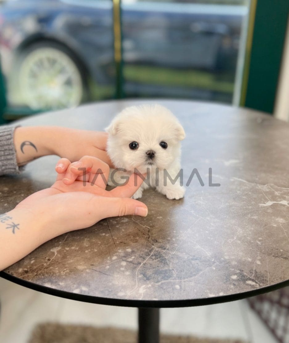 Maltese puppy for sale, dog for sale at Tagnimal