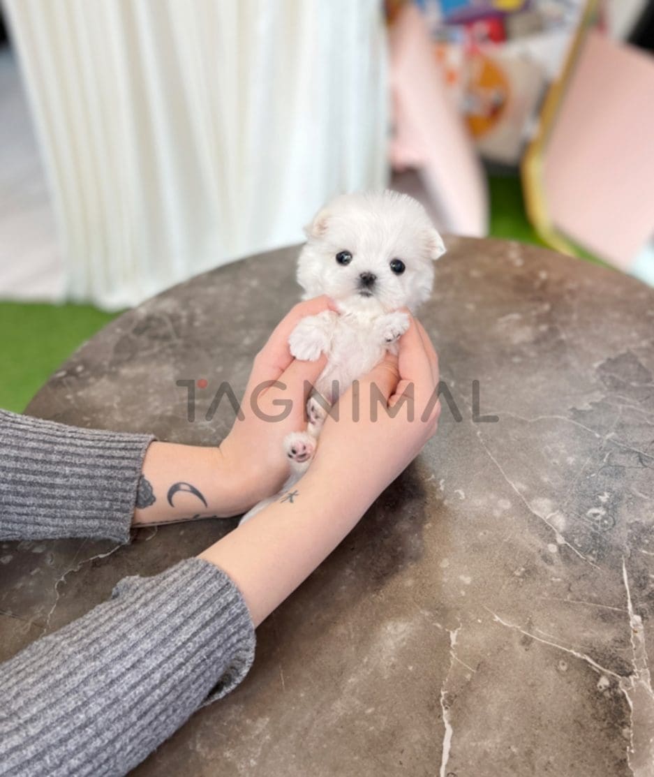 Maltese puppy for sale, dog for sale at Tagnimal