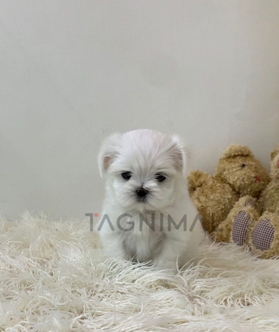 Maltese puppy for sale, dog for sale at Tagnimal