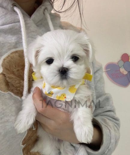 Maltese puppy for sale, dog for sale at Tagnimal