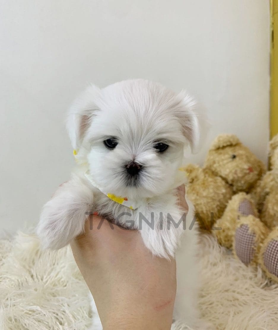 Maltese puppy for sale, dog for sale at Tagnimal