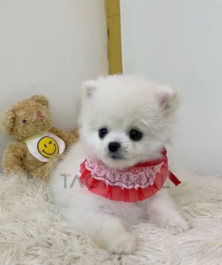 Pomeranian puppy for sale, dog for sale at Tagnimal