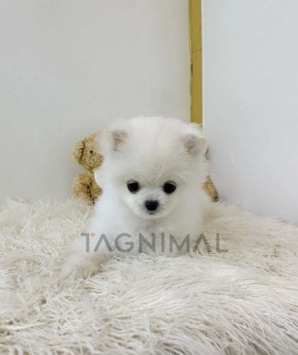 Pomeranian puppy for sale, dog for sale at Tagnimal