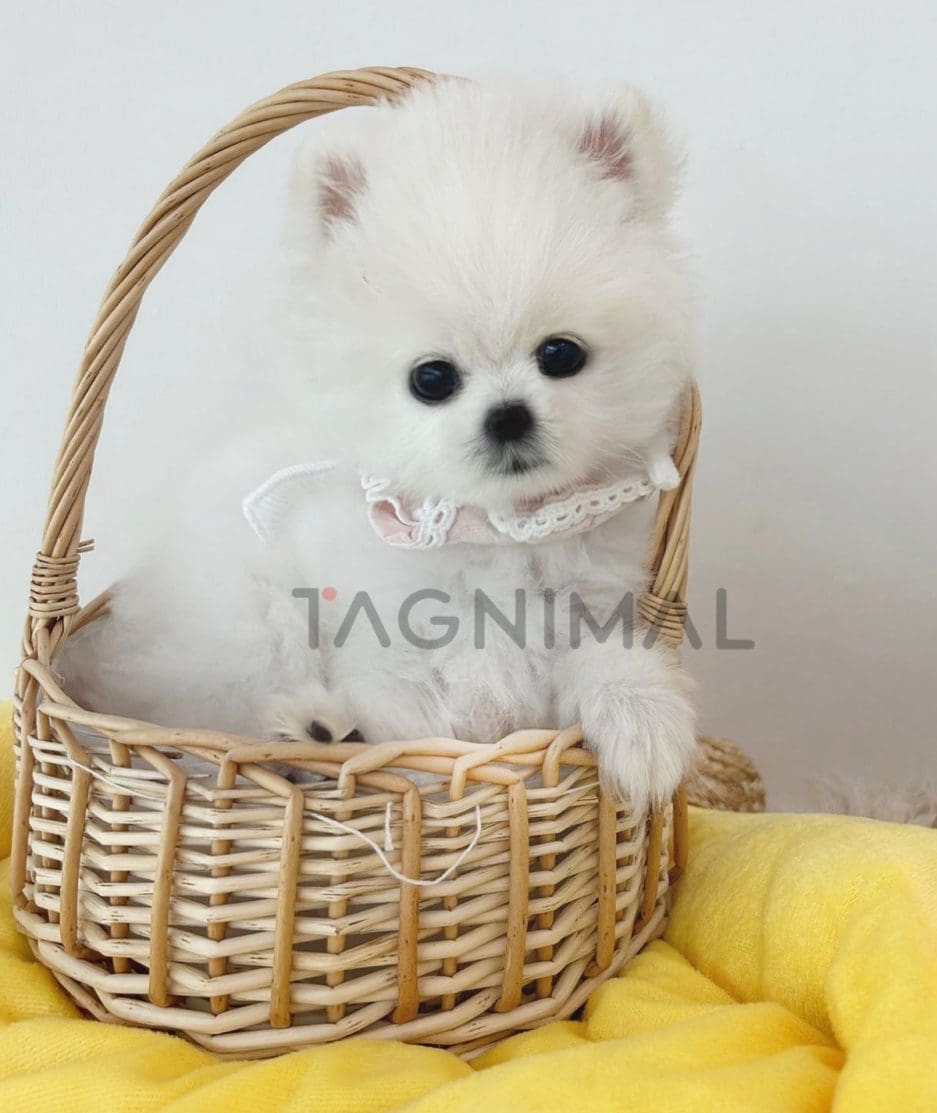 Pomeranian puppy for sale, dog for sale at Tagnimal