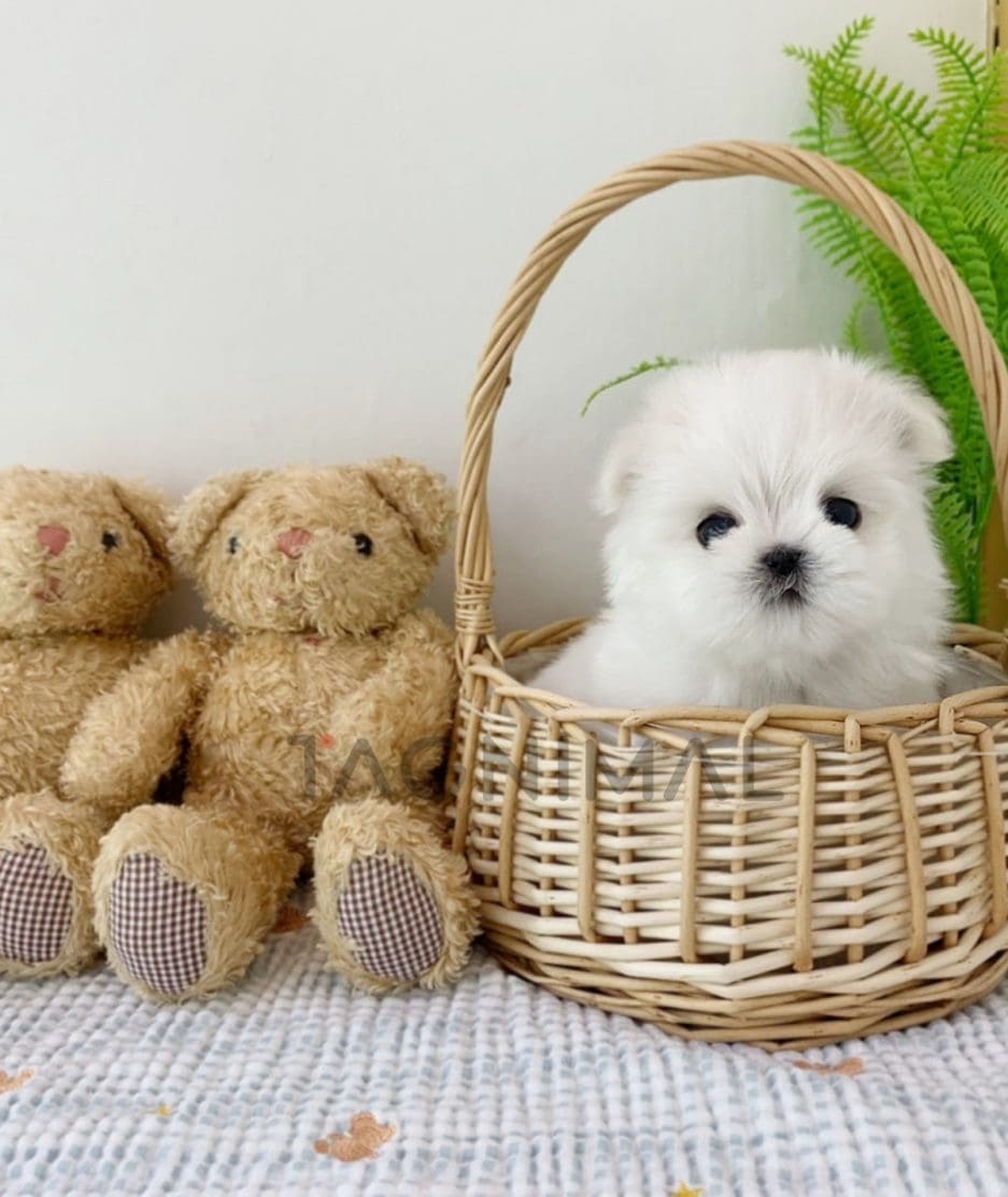 Maltese puppy for sale, dog for sale at Tagnimal