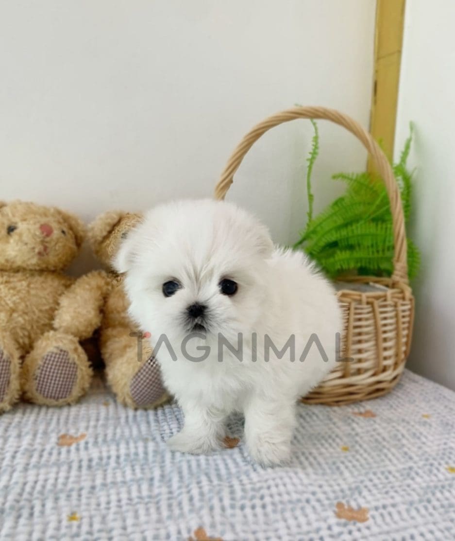 Maltese puppy for sale, dog for sale at Tagnimal