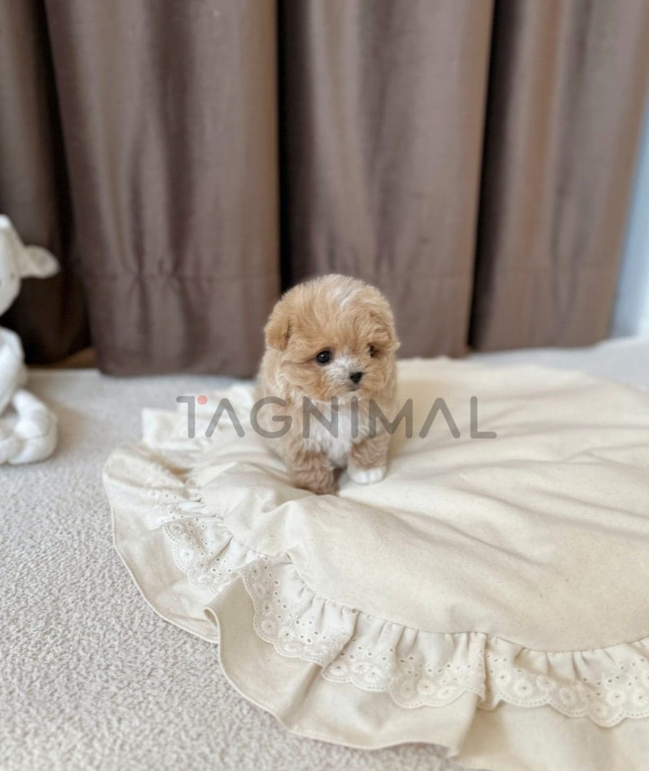 Maltipoo puppy for sale, dog for sale at Tagnimal