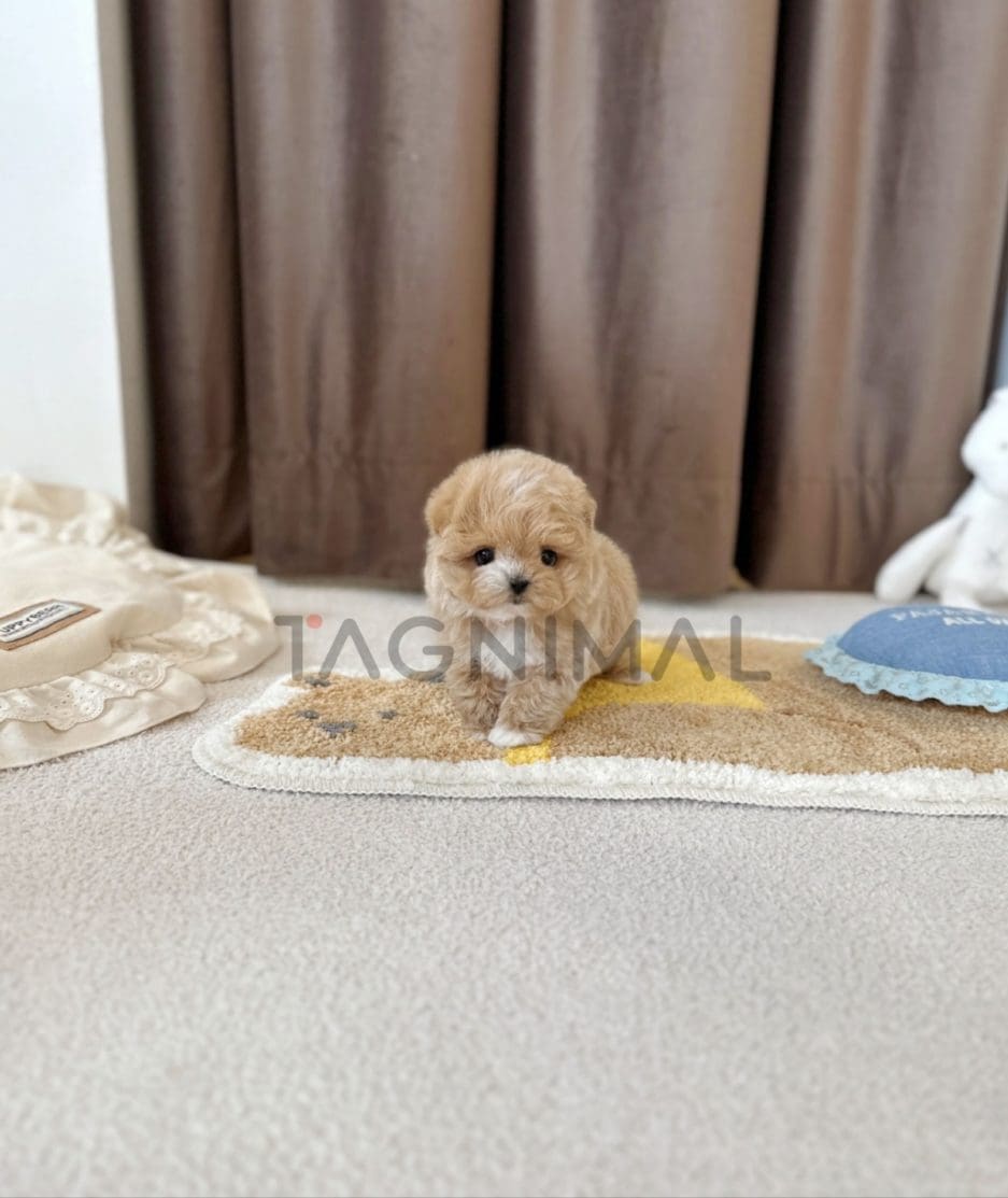 Maltipoo puppy for sale, dog for sale at Tagnimal