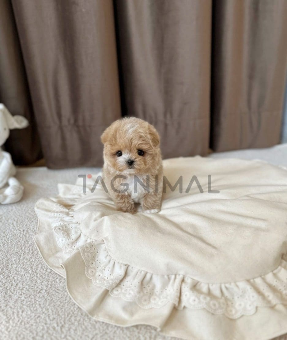 Maltipoo puppy for sale, dog for sale at Tagnimal