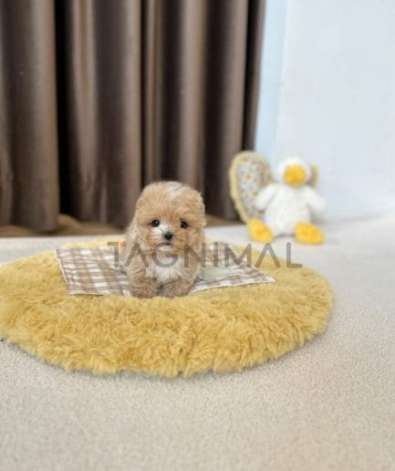 Maltipoo puppy for sale, dog for sale at Tagnimal